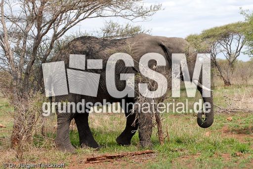 Afrikanischer Elefant (19 von 131).jpg